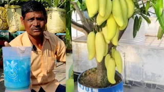 Secret fertilizer for heavy fruiting on mango plant in pot