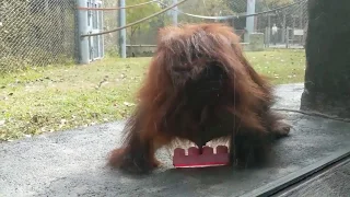 Baby orangutan, Why is he doing that to himself?