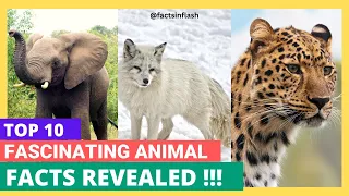 10 UNBELIEVABLE Facts You Need to Know! ANIMAL Wonders Unveiled !