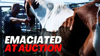Emaciated at Auction |  Horse Shelter Heroes S3E15