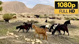 Nomadic Life in Iran: Herding Animals Across Deserts and Plains 🌾