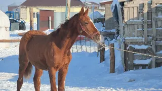 пополнение в нашей конюшне. Дончак, 9 месяцев.