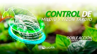 Control de Mildiu y Tizón Tardío