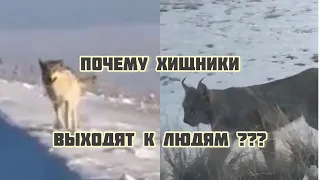 Рысь и волки выходят к людям ‼️ Почему ❓❓❓