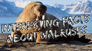 Interesting facts about walruses | Interesting animal facts