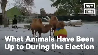 Animal Stories You Might’ve Missed During Election Week | NowThis