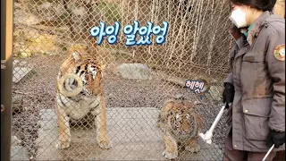 [에버랜드 한국호랑이] 이지연 사육사와 대화하는 경지(?)에 이른 애교 건곤, 먹방 태범, 앙증 무궁의 꽁냥 타이거밸리 애니멀톡(바쁘신 분들은 10분8초, 20분58초)