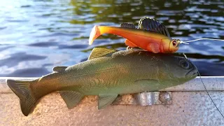 BIG Swimbait VS. SMALL Swimbait Challenge (Smallmouth)