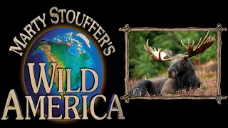 Wild America Season 3 Episode 7 | Magnificent as a Moose | Untamed