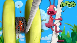 Yo-Yo | Antiks 🐜 | Funny Cartoons for Kids