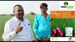 Best results of Micro Nutri Fe (0-42-47-2.8 Fe) on Onion 🧅 Crop