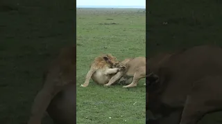 Lion's battling for dominance
