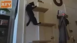 Самые смешные кошки #3 ∙ Приколы с животными 2015 ∙ Best Funny Cats Compilation · Part 3