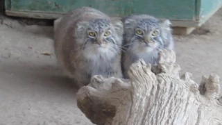 Pallas Cats kittens at 6.5 months