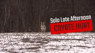 Solo Late Afternoon Coyote Hunt