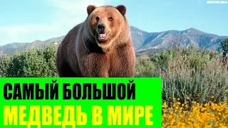 Самый большой медведь в Мире
