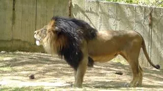 Lion roars