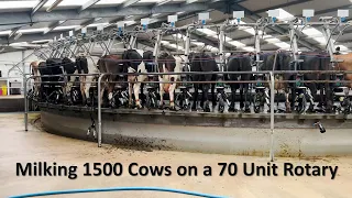 Milking 1500 Cows on a 70 Unit Rotary