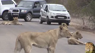 Largest Lion Pride Ever Blocking Road In Kruger Park Full HD