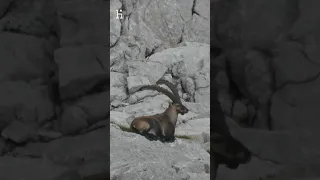 Hunting for 🥇alpine ibex with 194,3 CIC in slovenian alps 🇸🇮🏔️ #hunting #hunter #ibexhunting