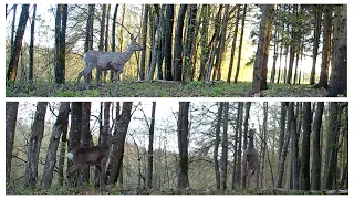 Animals going back and forth; and confrontation of roebucks!