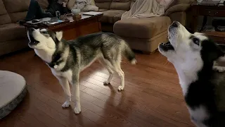 HUSKIES Howling With WOLVES!