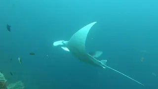 Diving in Boo Island, Misool, Raja Ampat, Indonesia