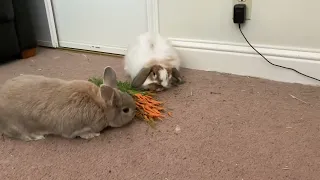 Babbit and Fwoppy enjoying some fresh carrots from the garden