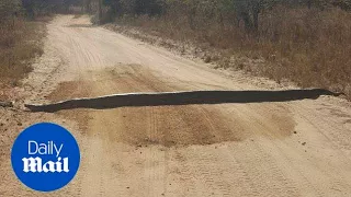 'Don't get too close!': Family find road bump is actually a snake - Daily Mail