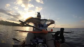 MONSTER speckled trout makes my day.