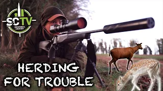 S&C TV | The trouble with stalking herding species... | Deer management with Chris Rogers 19