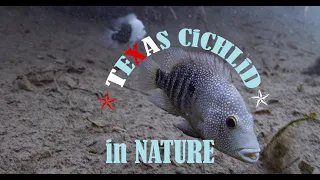 Texas Cichlid in nature - wild Herichthys cyanoguttatus habitat