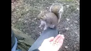 Very angry squirrel