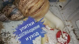 Улитки АХАТИНА , БЕШЕННО растут, мой уход и кормление