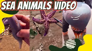 Sea Animals 🦀🦑, Catching seafood, Deep sea creatures (Tik Tok #74)