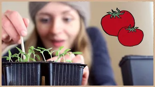 Tomaten aussäen und vorziehen: Schritt für Schritt-Anleitung 🍅