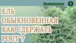 Как удержать ель обыкновенную в невысоком росте,летнее формирование!