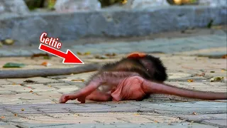 Adorable Baby Gettie Wildlife Monkey, Gettie He is playing happily with his family 1/8/2021