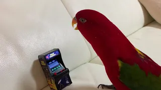 Red birb is laugh then destroy