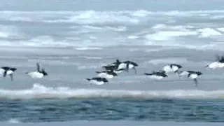 Miracles of Evolution - Flying Penguins Funny Advertisement (2008)