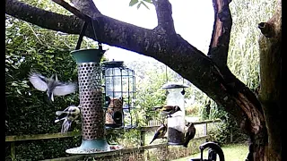 Birds A Plenty! - Goldfinches, Blue Tits, Great Tits, And More