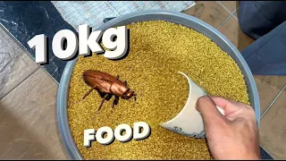i Bought 10kg of Cockroach food