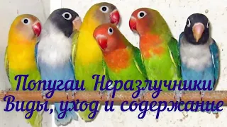 ПОПУГАИ НЕРАЗЛУЧНИКИ/ ВИДЫ, УХОД И СОДЕРЖАНИЕ