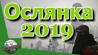 Ослянка 2019.  Лыжный марафон "Гора Ослянка 2019"