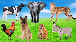 Wild Animal Sounds Around Us : Donkey, Elephant, Cow, Monkey, Rooster, Dog, Horse, | Animal Paradise