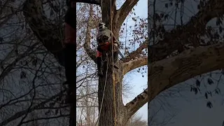 SRT CLIMBING #professional #climber #professional #treework #staysafe #arborist