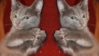 Russian Blue Kitten/ Cat- SOOO CUTE! Check it out