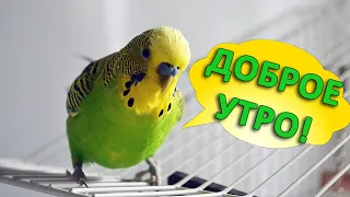 Доброе утро! желает волнистый попугай Мистер Кеша! Mr Kesha budgie wishes Good morning!  Eng subs