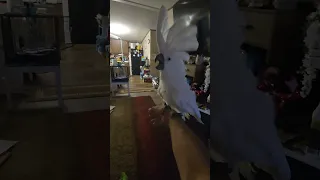 Cassie the cockatoo going crazy..!