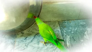 Ringneck Parrot Talking And Kissing Himself In Mirror 😻